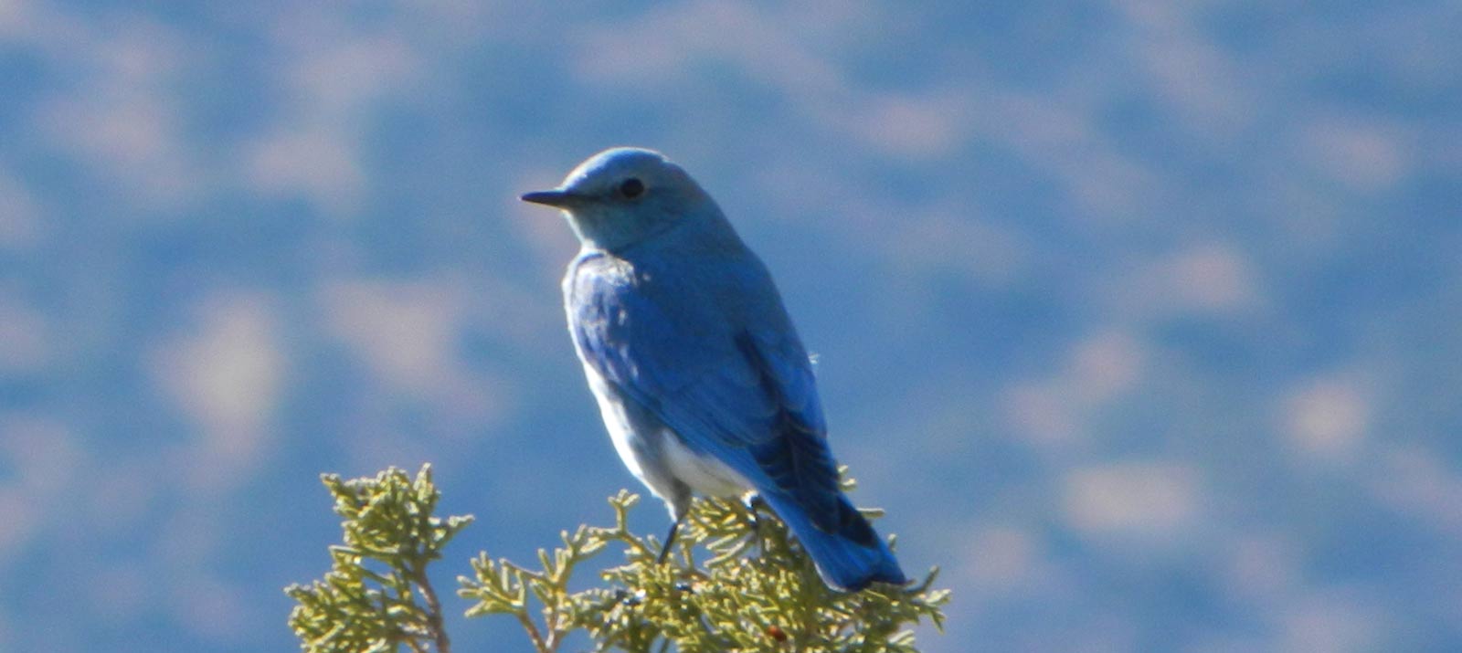 Mountain Bluebird On Juniper